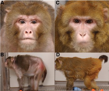 rhesus-monkeys-calorie-restriction1