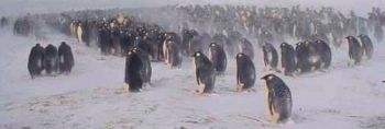 ブリザードの中ひたすら卵を温める皇帝ペンギンのオスたち