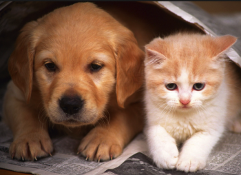 犬と猫